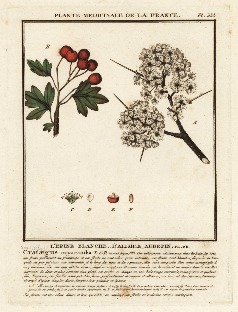 Orapihlaja, Crataegus rhipidophylla tekijältä Unbekannter Künstler