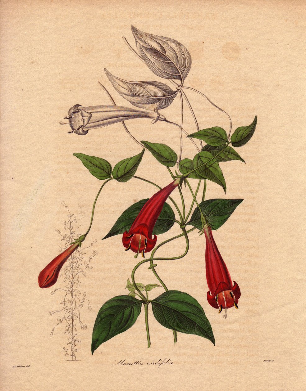 Sydänlehtimannetti (Manettia cordifolia). Kiipeilykasvi, jolla on soikeat ja kirkkaanvihreät lehdet sekä runsaat punaiset putkimainen kukat. Augusta Innes Withersin (1793-1877) kuvitus, Benjamin Maundin julkaisemassa The Botanist -teoksessa, joka ilmestyi  tekijältä Unbekannter Künstler