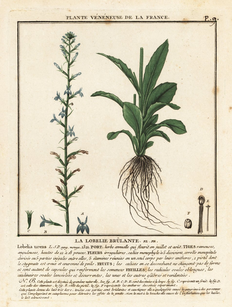Heath Lobelia, Lobelia urens. tekijältä Unbekannter Künstler