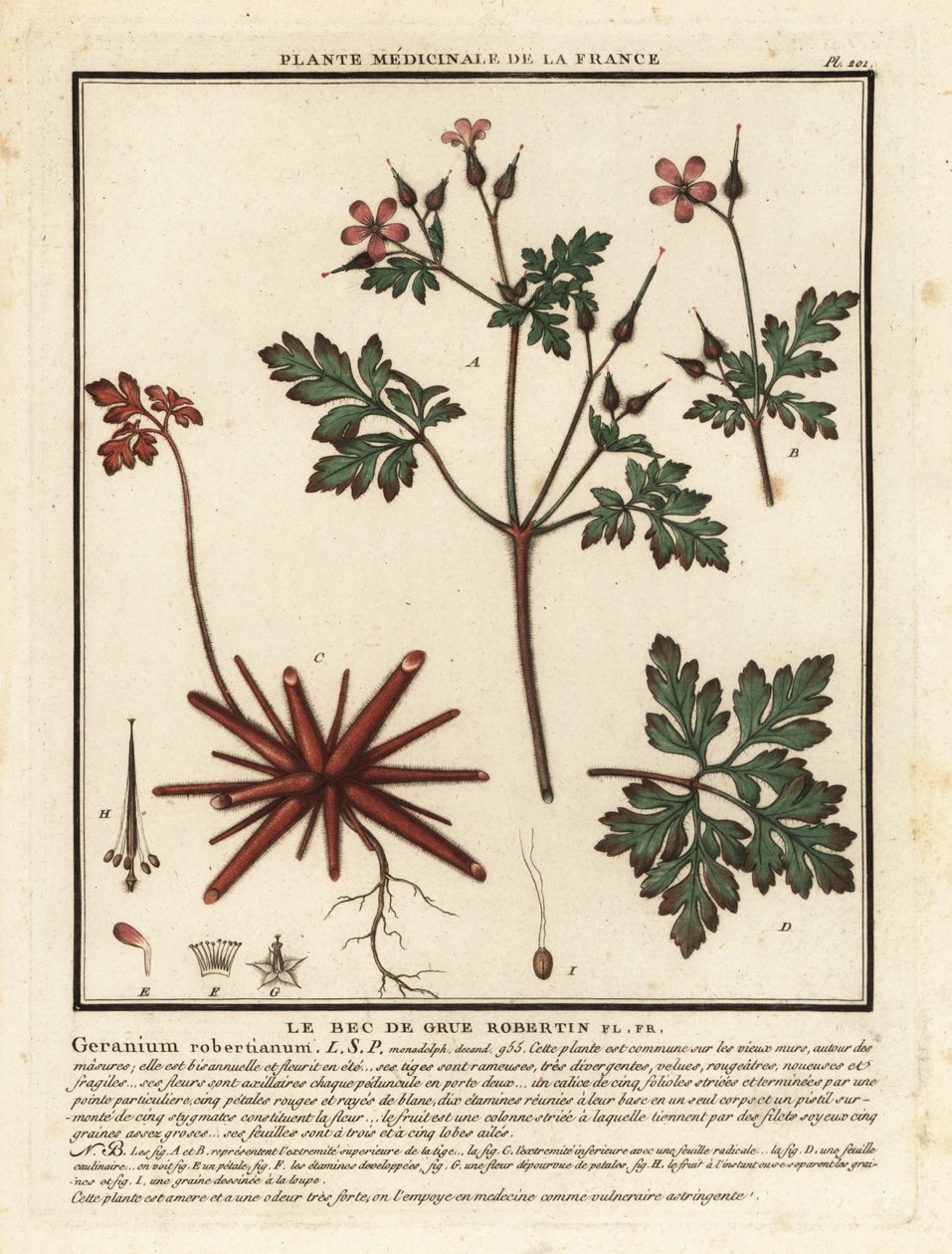 Herb-Robert, Geranium robertianum. tekijältä Unbekannter Künstler