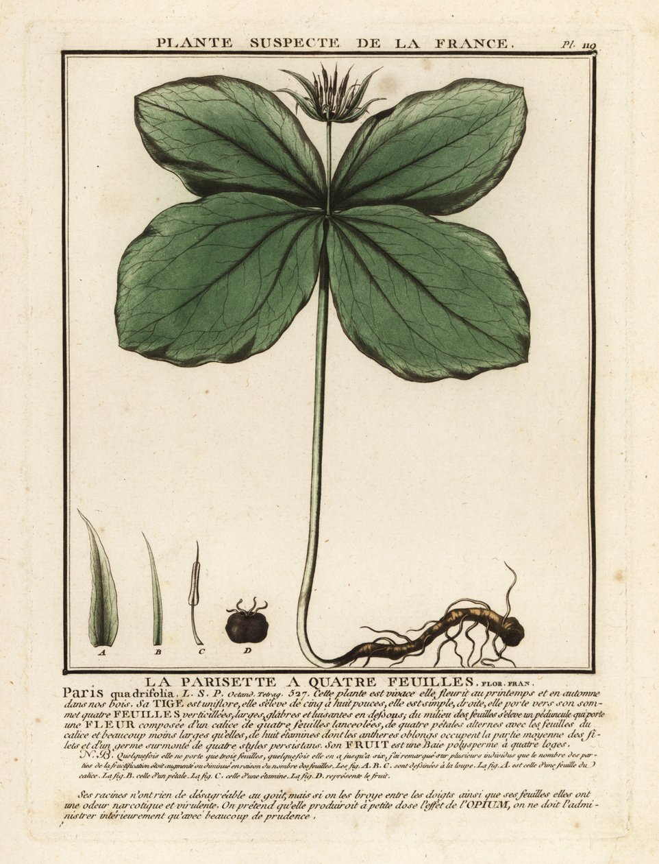 Herb-paris, Paris quadrifolia. tekijältä Unbekannter Künstler