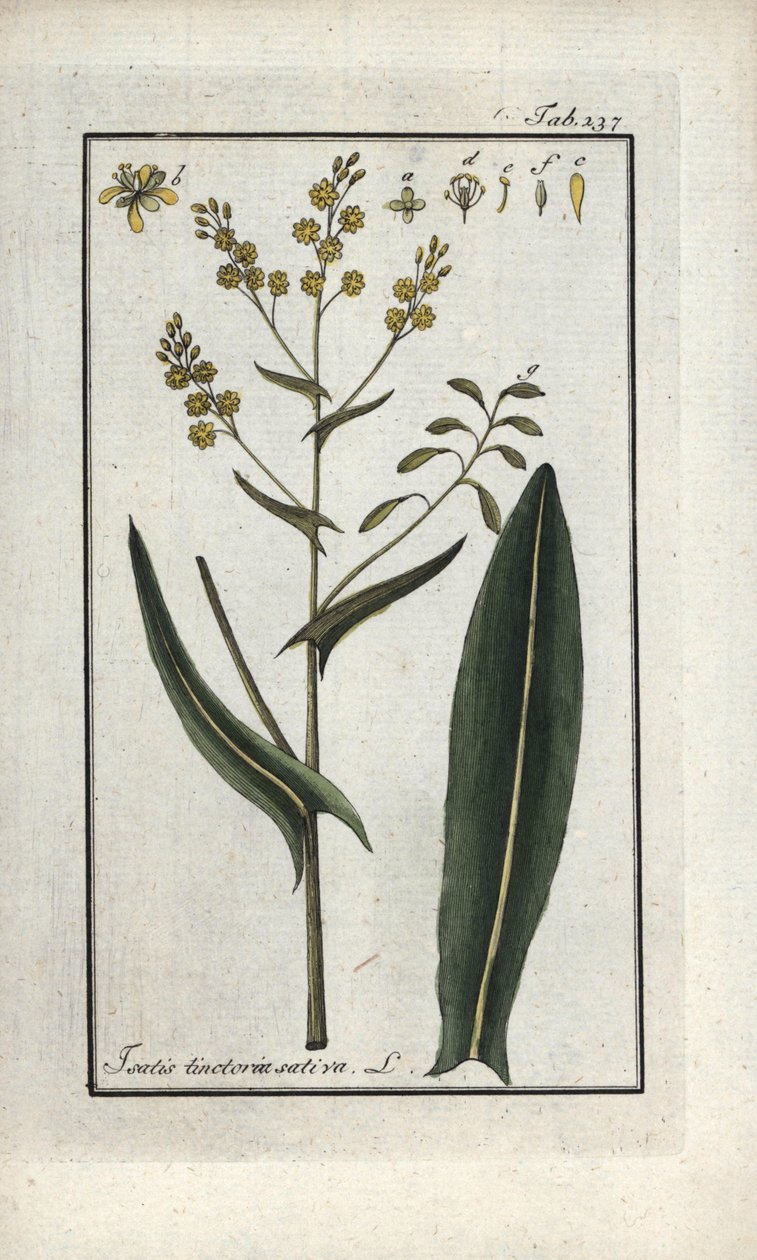 Pyhän Filipin yrtti (Isatis tinctoria sativa). Litografia Johannes Zornin (1739-1799) teoksesta "Afbeelding der Artseny-Gewassen", Alankomaat. tekijältä Unbekannter Künstler