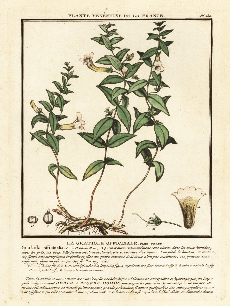 Armon yrtti, Gratiola officinalis. tekijältä Unbekannter Künstler