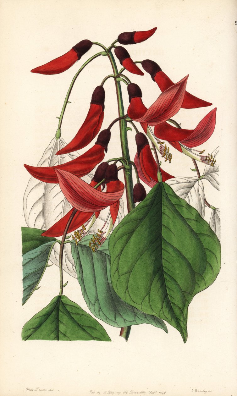 Ruohovartinen tai karoliininen erytriini - herra Bidwellin erytriinihybridi, Erythrina x bidwillii. Erythrina herbacean ja Erythrina cristagallin hybridi. George Barclayn käsin tekemä kuparikaiverrus neiti Sarah Draken kuvituksen mukaan Edwardsin kirjasta. tekijältä Unbekannter Künstler