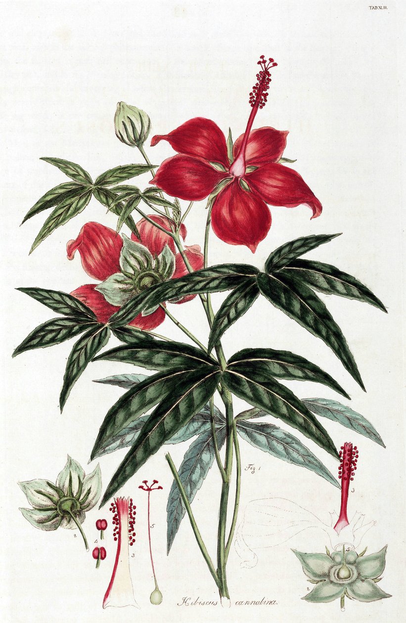 Hibiscus tekijältä Unbekannt