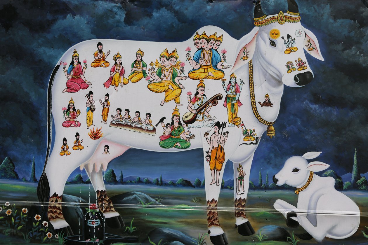 Hindumaalaus. Pyhä lehmä ja vasikka. Intia tekijältä Unbekannt