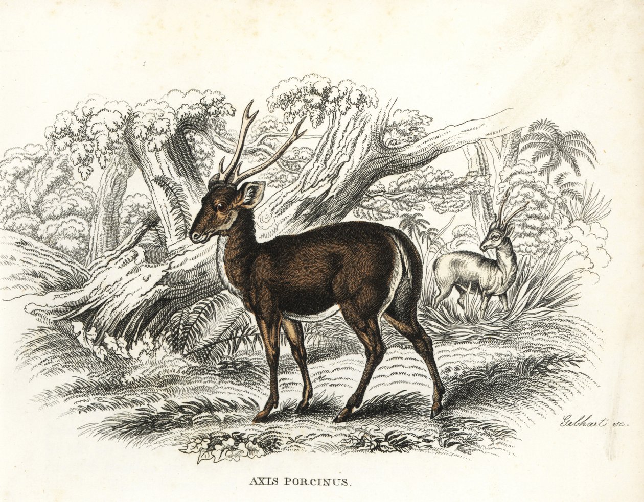 Sika-peura, Axis porcinus, uhanalainen. Gebhartin käsin värjätty litografia Georg Friedrich Treitschken luonnontieteellisestä galleriasta, Naturhistorischer Bildersaal des Thierreiches, Liepzig-1842. tekijältä Unbekannter Künstler