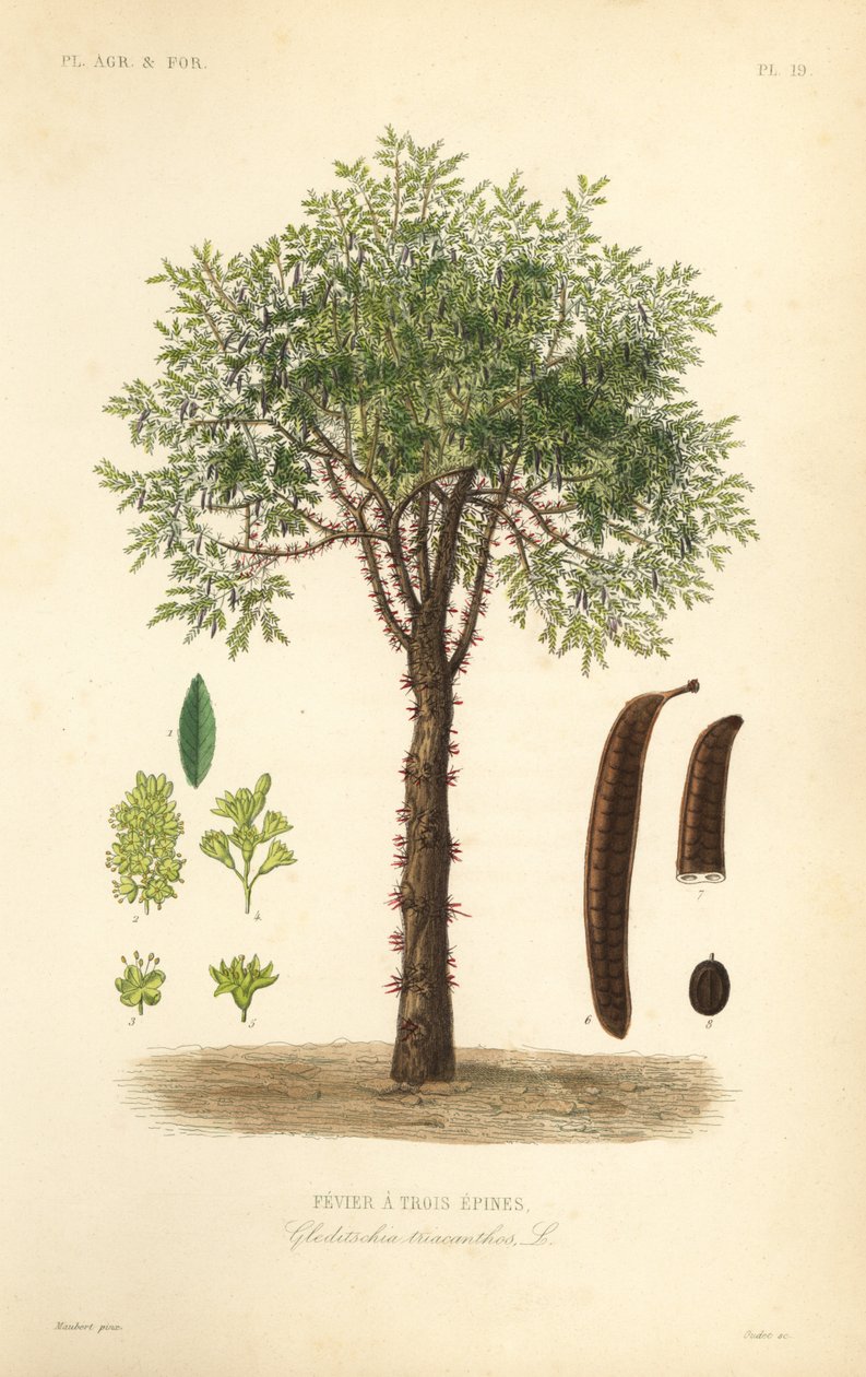 heinäsirkka tai piikinen heinäsirkka, Gleditsia triacanthos, Gleditsia triacanthos, Fevrier a trois epines tekijältä Unbekannt