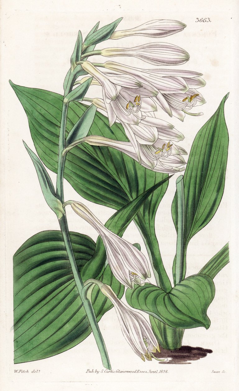 Hosta Japanista - Hosta sieboldii (Dr. Sieboldin funckia, Funkia sieboldiana). Käsin väritetty kuparikaiverrus Walter Fitchin kasvitieteellisen kuvituksen mukaan, William Jackson Hooker