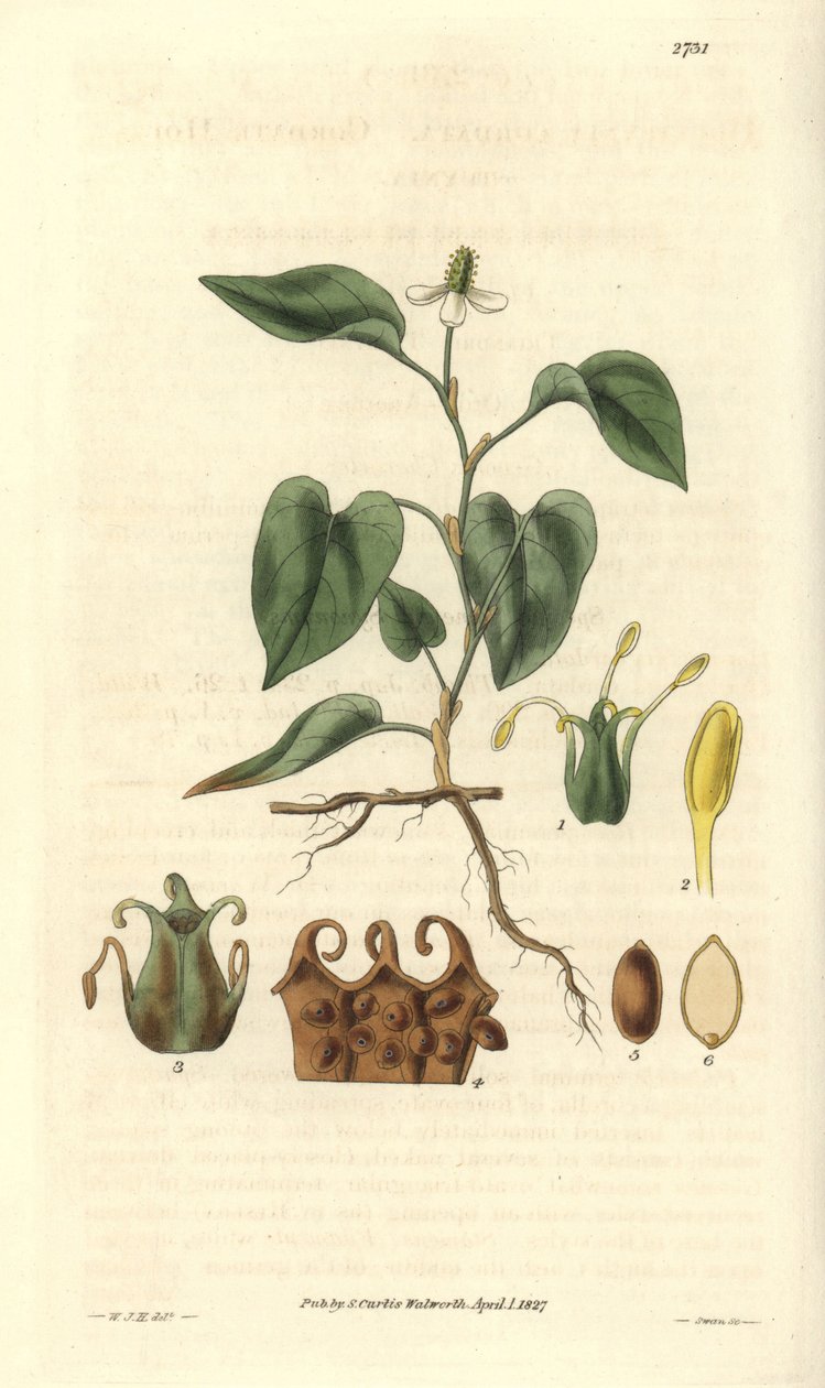 Houttuynialla on valkoiset kukat, ja siinä on yksityiskohtia hedelmistä, pistoolista ja etamiinista. Kotoisin Aasiasta. Kuvitus: Wiliam Jackson Hooker (1785-1865), brittiläinen kasvitieteilijä ja kirjailija, Glasgow