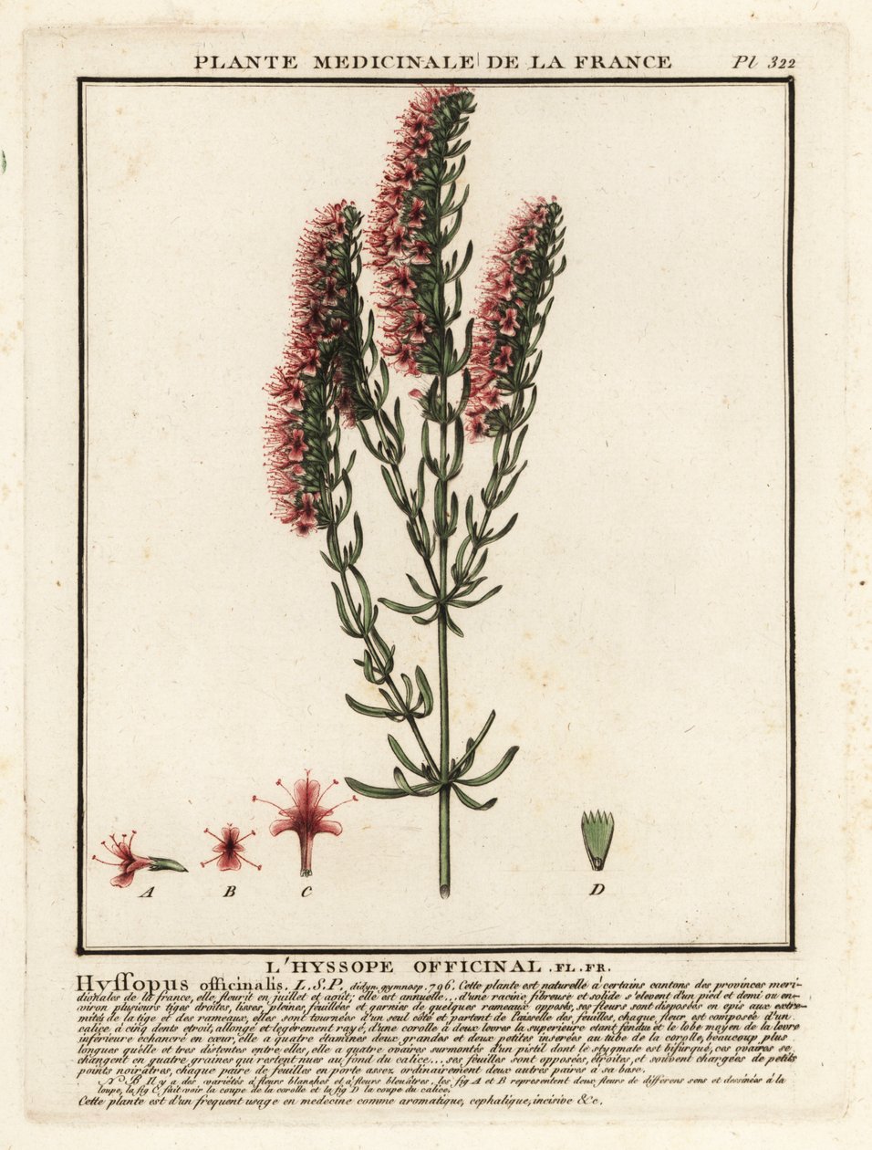 Iisoppi, Hyssopus officinalis. tekijältä Unbekannter Künstler