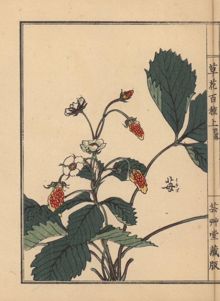 Ichigo eli mansikka, Fragaria ananassa. Kono Bairein käsin värjätty puupiirros teoksesta Kusa Bana Hyakushu (Sata kukkalajiketta), Tokio, Yamada. tekijältä Unbekannter Künstler