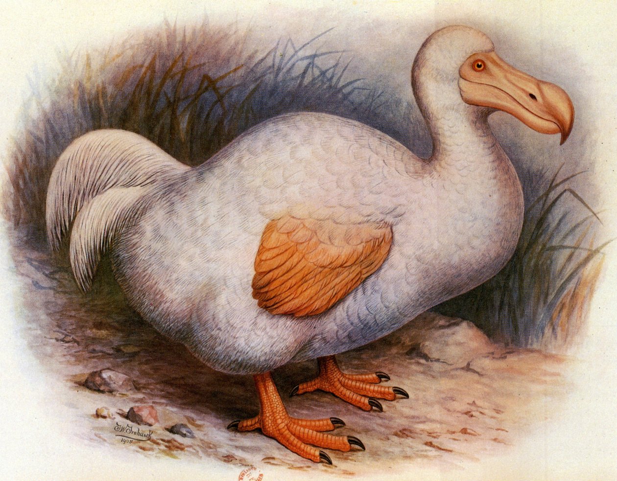 Kuvitus/Didus solitarius/Reunionin valkoinen Dodo/Solitaire tekijältä Unbekannt
