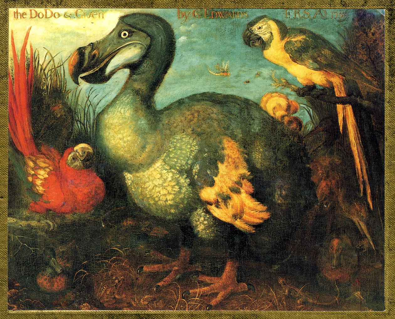 Kuva/Raphus cucullatus/Dodo of Mauritius/Dronte tekijältä Unbekannt