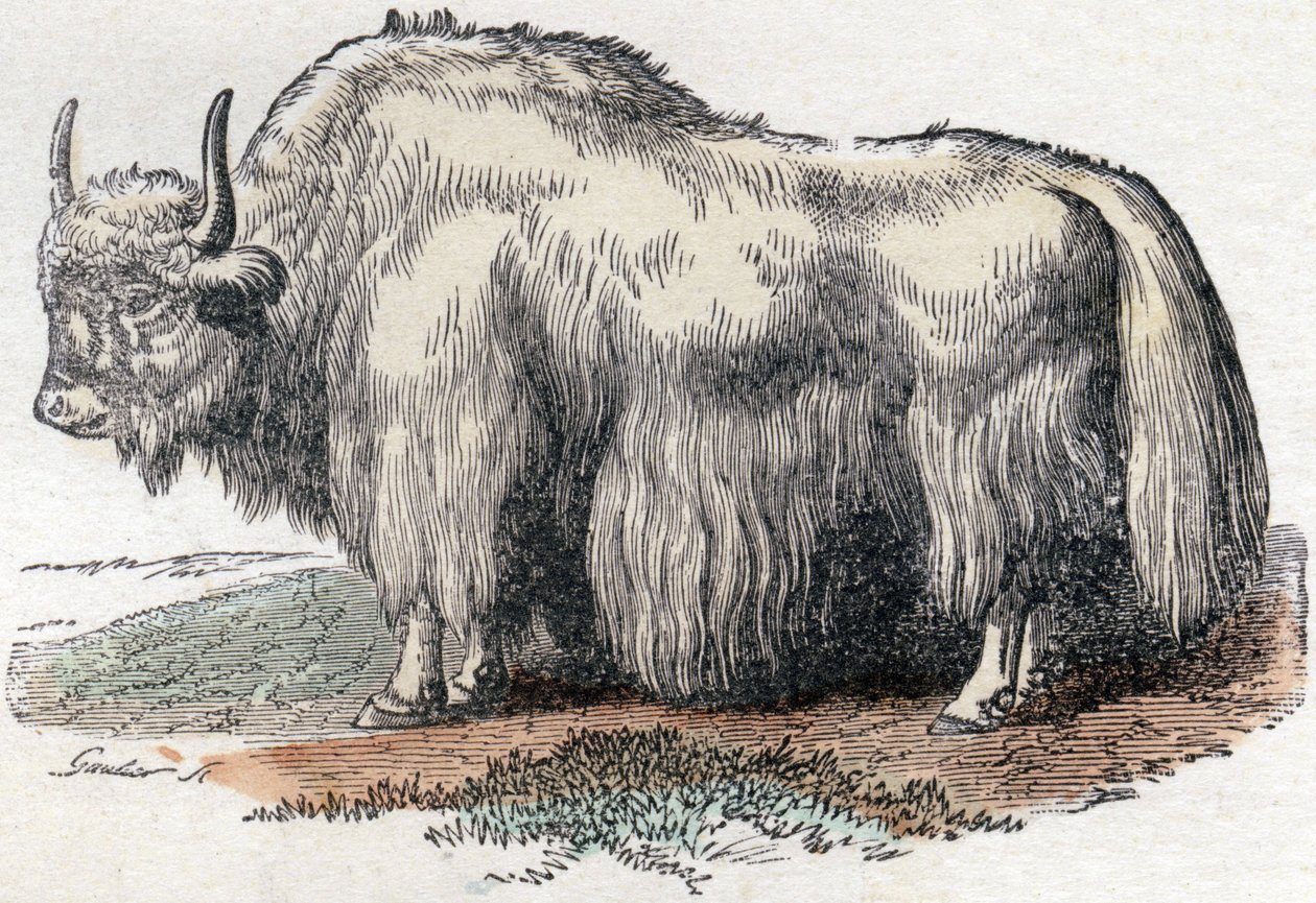 Illustration for "Aakkoset Buffon" tekijältä Unbekannter Künstler