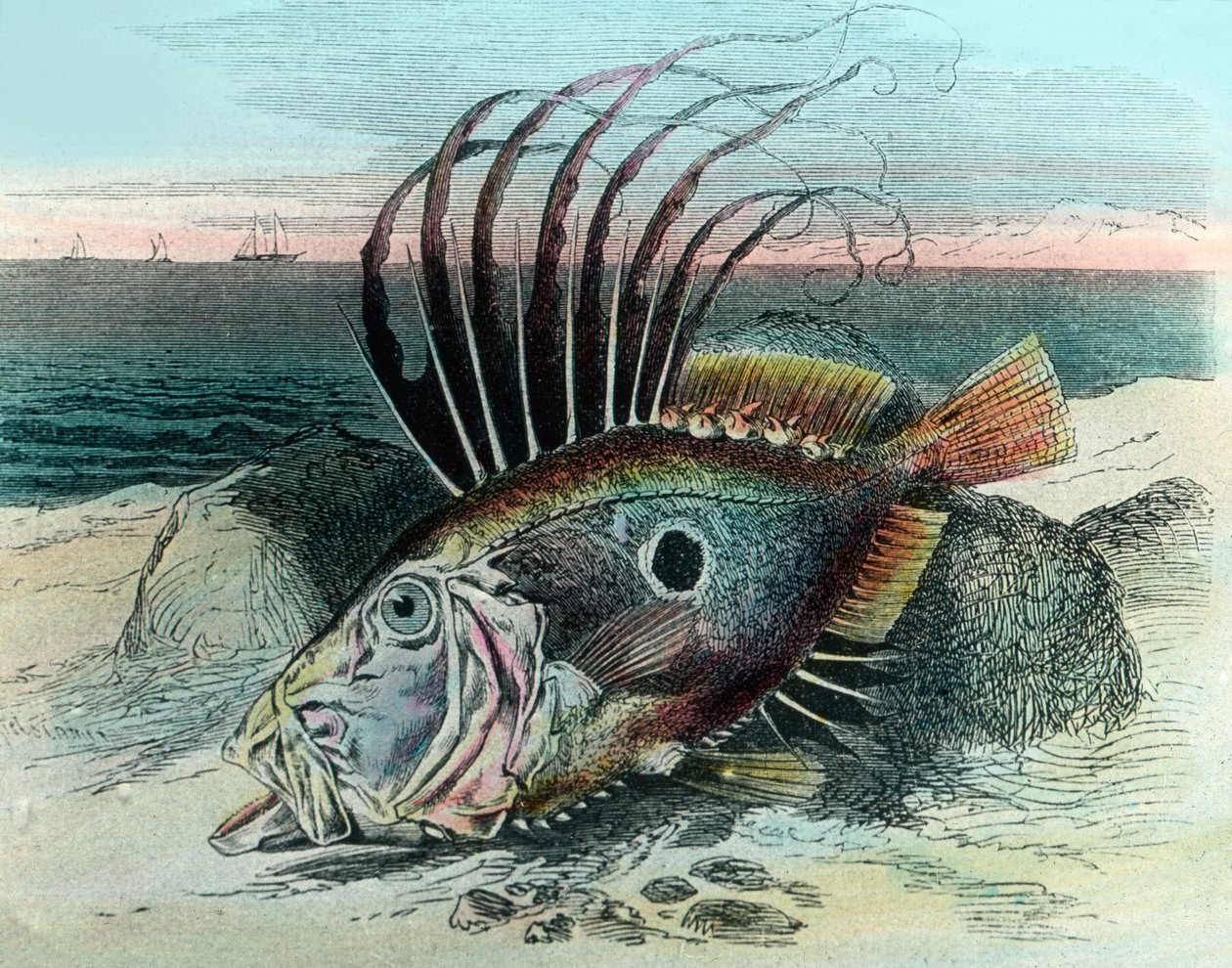 Kuva John dory -kalasta (Zeus faber) tekijältä Unbekannter Künstler