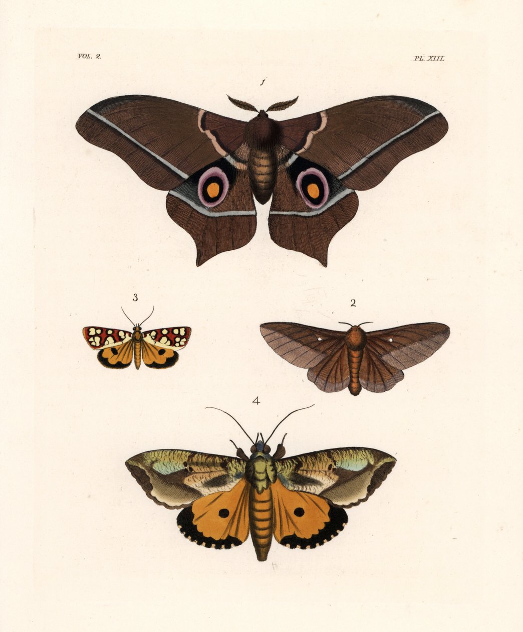 Imbrasia epimethea (Saturnia epimethea) 1, vaaleanpunaraitainen tammenterhokoi, Anisota virginiensis (Dryocampa virginiensis) 2, Crameria aegocera (Aegocera amabilis) 3 ja Eudocima materna (Triphaena materna) 4. Käsin väritetty litografia John O. Westwoodi tekijältä Unbekannter Künstler