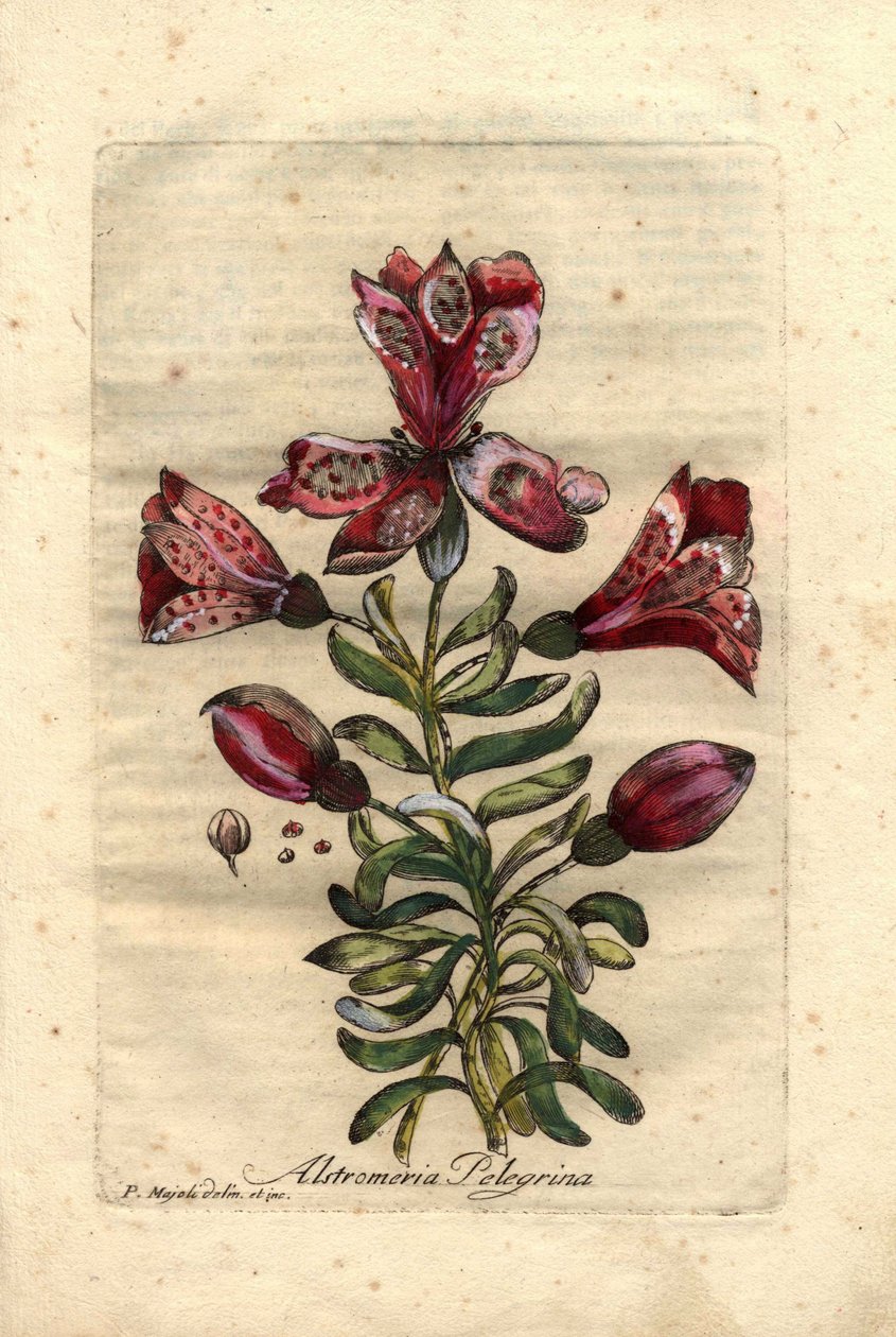 Inkalilja (Alstromeria pelegrina), kotoisin Perusta ja Chilestä. Kukkien, lehtien, varren ja siementen kuvaus. Eau forte en couleurs, P.Maiolin (tai Majolin) piirros, Giuseppe Bianchin kaiverrus, julkaistu vuonna 1786 John Hillin teoksessa Decade of Curiou tekijältä Unbekannter Künstler