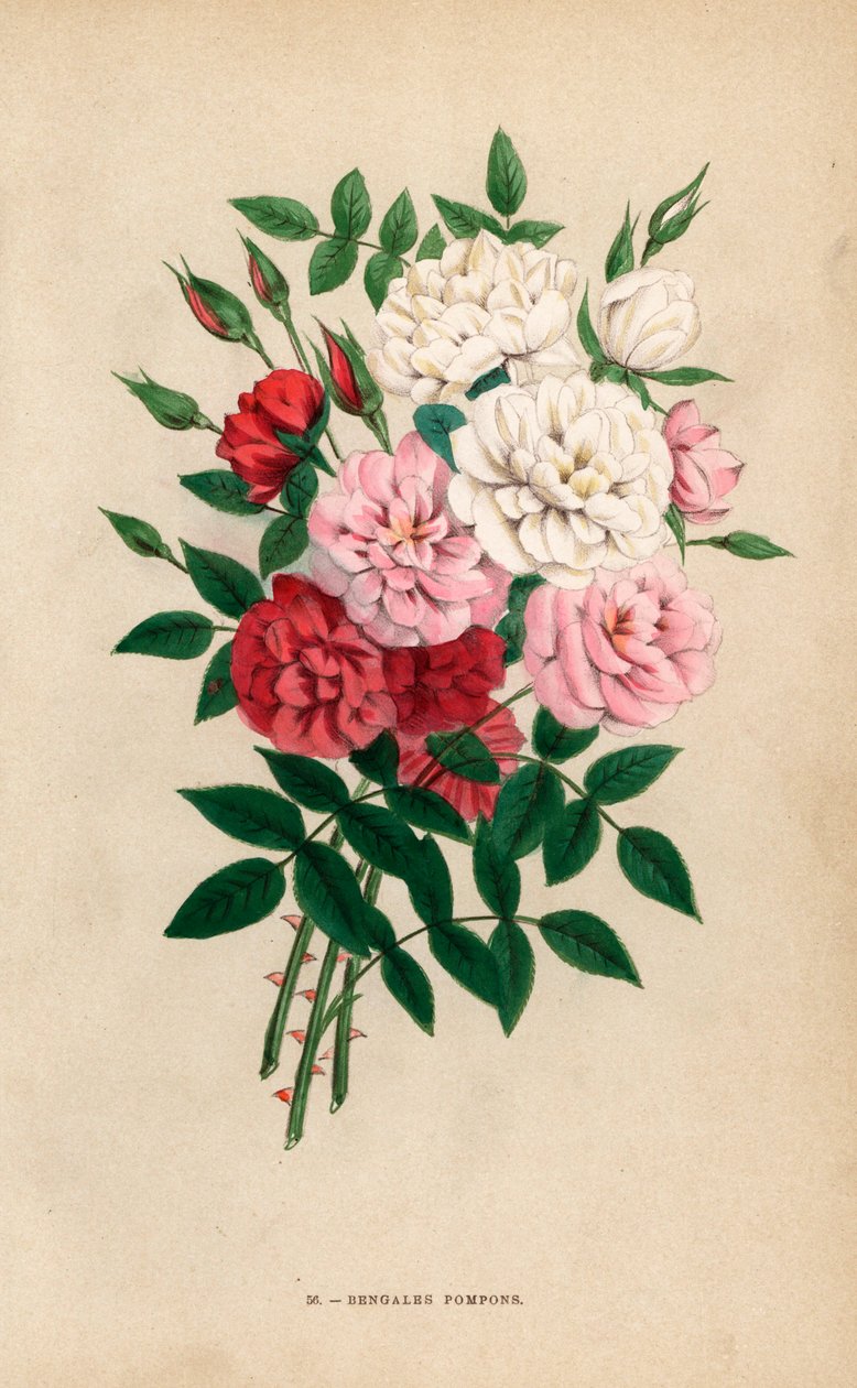Intialaiset nappiruusut, bengalilaiset pomponit, Rosa chinensis -hybridit. F. Grobon on piirtänyt ja litografoinut kromolitografian Hippolyte Jamainin ja Eugene Forneyn teoksesta "Les Roses", Pariisi, J. Rothschild. tekijältä Unbekannter Künstler