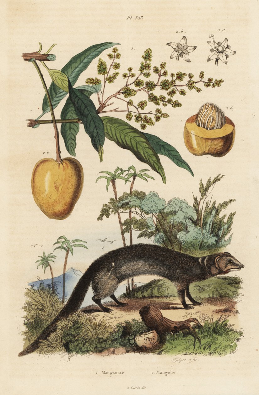 Intian harmaa mangoose, Herpestes edwardsi 1 ja mango, Mangifera indica 2 tekijältä Unbekannt