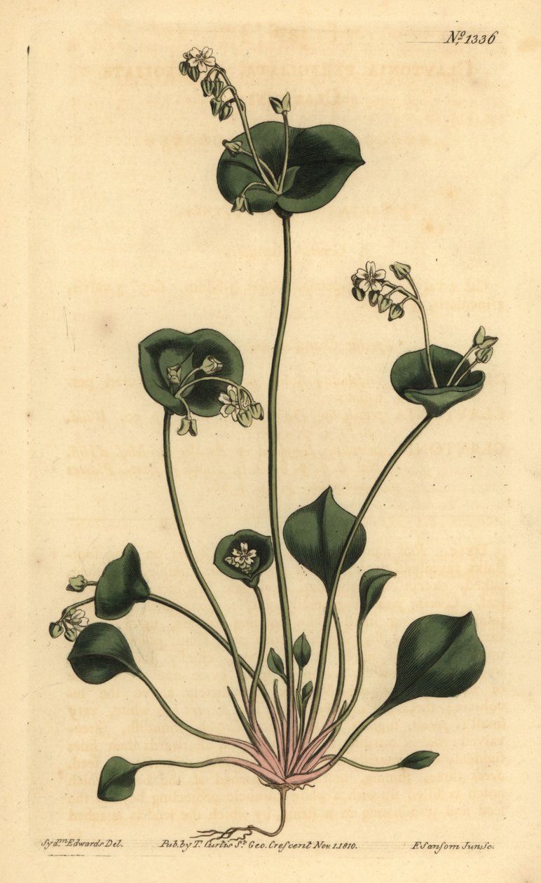 Intialainen salaatti, Perfoliate claytonia, Claytonia perfoliata tekijältä Unbekannt