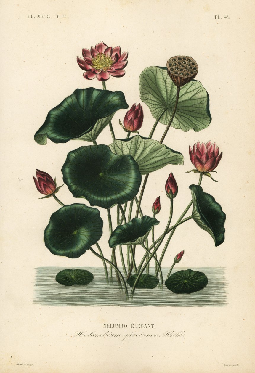 Intian lootus, Nelumbo nucifera, Nelumbium speciosum, Nelumbo elegantus tekijältä Unbekannt
