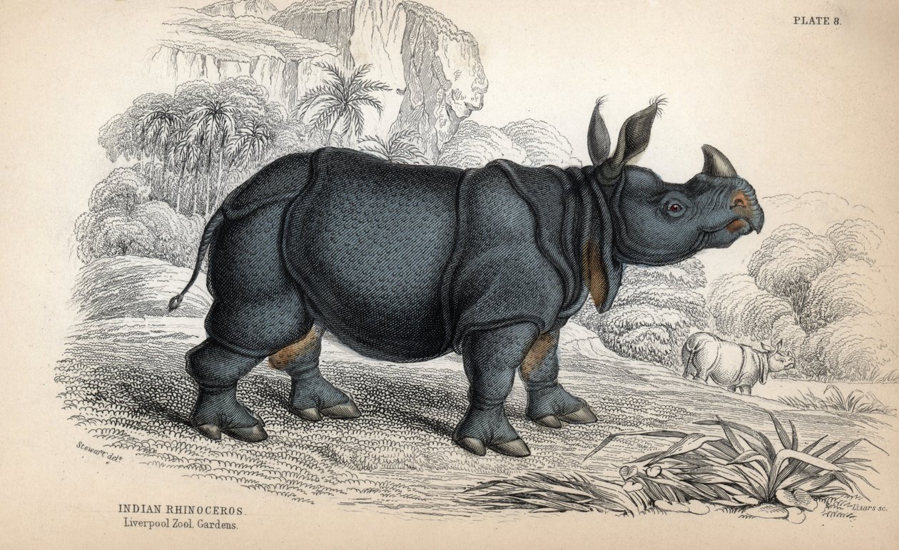 Intian sarvikuono (Rhinoceros unicornis tai indicus), uhanalainen laji. William Lizarsin kuparikaiverrus James Stewartin piirroksen pohjalta, julkaistu teoksessa Naturalist Library: nisäkkäät, paksunahkaiset ja hienonahkaiset nelijalkaiset, toimittanut W.  tekijältä Unbekannter Künstler