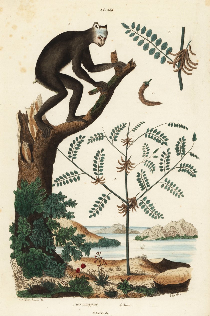 Indigokasvi, Indigofera atropurpurea 1-3, ja indri tai babioto, Indri indri, kriittisesti uhanalainen lemur 4 tekijältä Unbekannt
