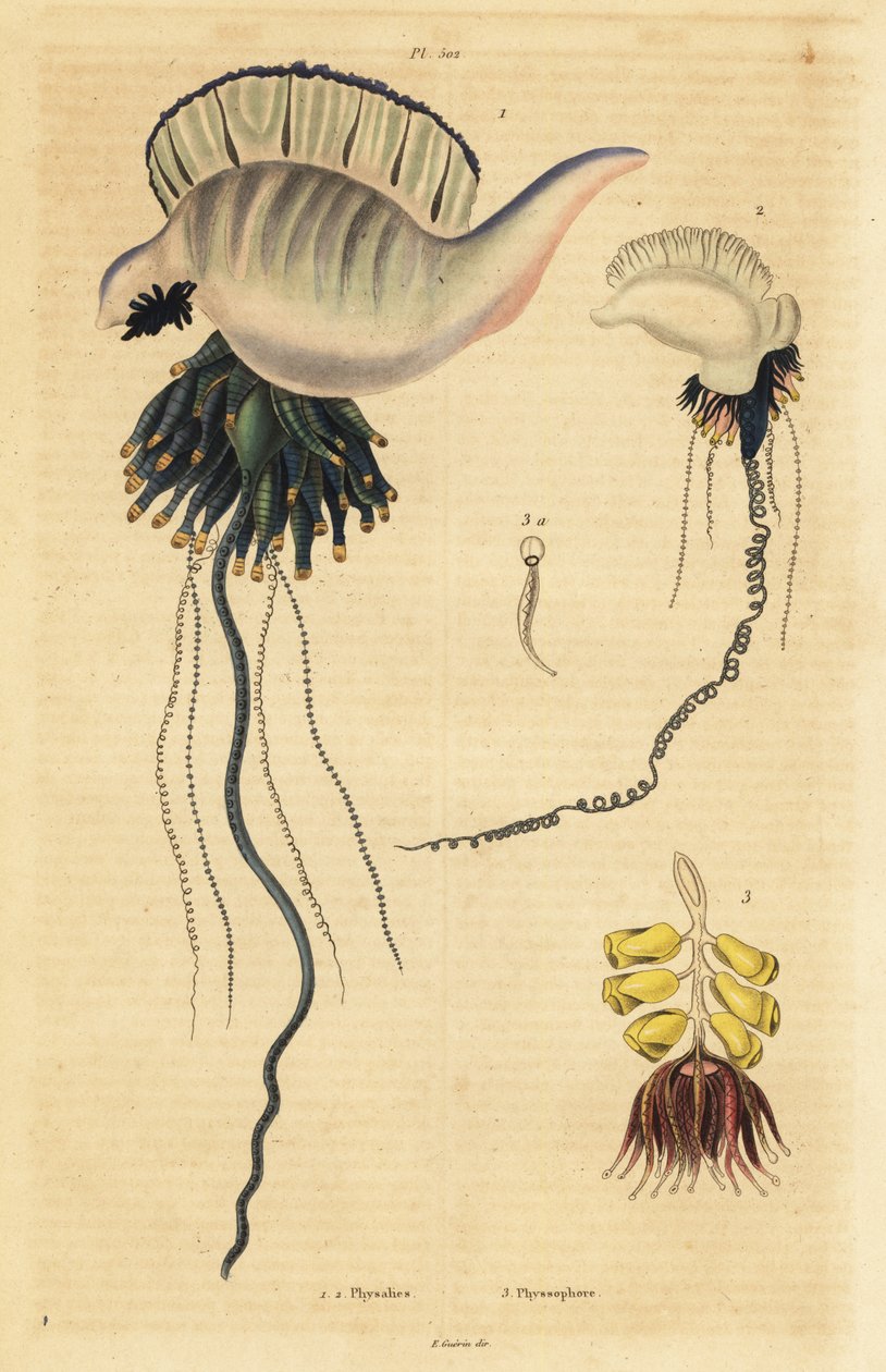 Intian ja Tyynenmeren portugalilainen sotamies, Physalia utriculus 1, Azorien sotamies, Physalia physalis 2 ja Siphonophora zoophyte, Physsophora disticha tekijältä Unbekannt
