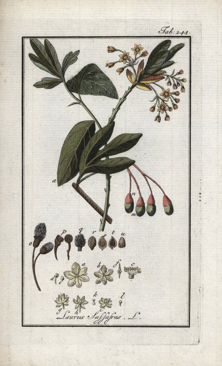 Irokeesin laakeripuu (Sassafras albidum). Litografia Johannes Zornin (1739-1799) Alankomaiden teoksesta "Afbeelding der Artseny-Gewassen". tekijältä Unbekannter Künstler