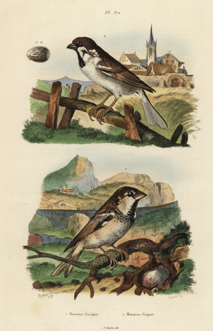Italialainen varpunen, Passer italiae ja euraasian varpunen munalla, Passer montanus tekijältä Unbekannt