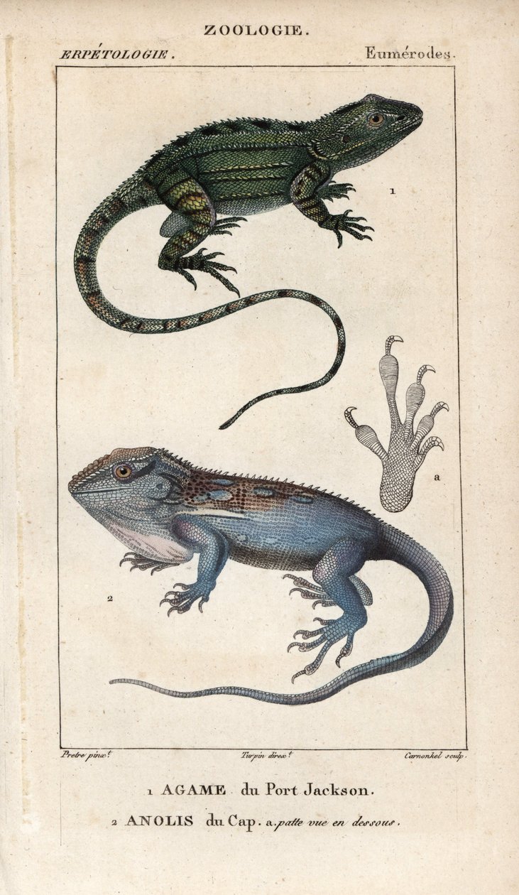 Jacky lashtail, Port Jackson agame, Amphibolurus muricatus, ja Cape dwarf gecko, Cape anolis, Lygodactylus capensis. Käsin värjätty kuparipiirros Jussieun "Luonnontieteiden sanakirjasta" 1816-1830. Kaloja ja matelijoita koskevat niteet tekijältä Unbekannter Künstler