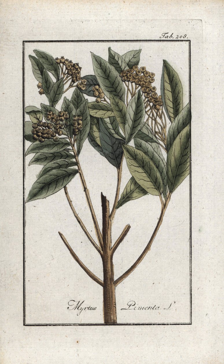 Jamaikanpippuri tai four spice tai giroflee-pippuri (Pimenta dioica). Litografia Johannes Zornin (1739-1799) teoksesta "Afbeelding der Artseny-Gewassen", Alankomaat. tekijältä Unbekannter Künstler