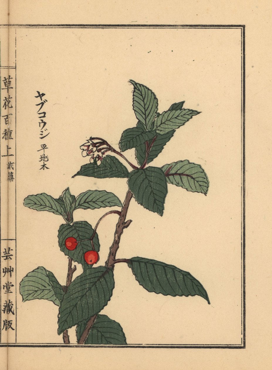 Japanilainen ardisia tai Chirimen marlberry, Ardisia japonica. Kono Bairein käsin tekemä puupiirros teoksesta Kusa Bana Hyakushu (Sata kukkalajiketta), Tokio, Yamada. tekijältä Unbekannter Künstler