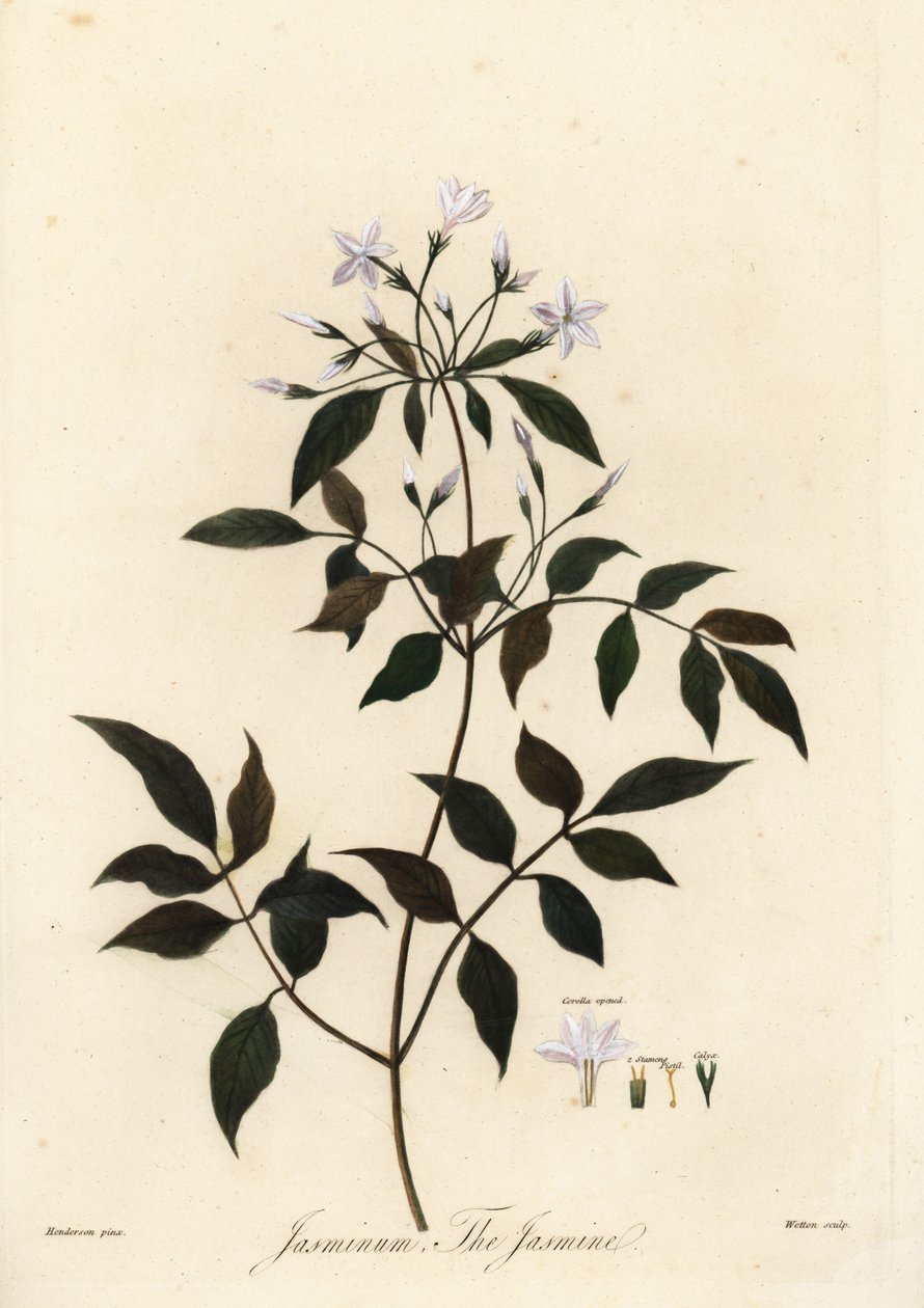 Jasmiini, Jasminum officinale. 1805 (kaiverrus) tekijältä Unbekannter Künstler
