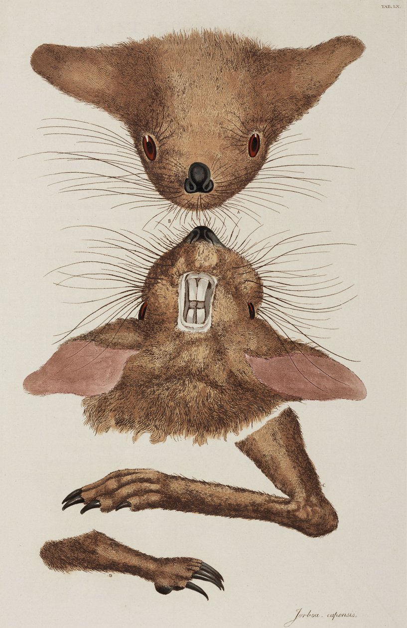 Jerboa tekijältä Unbekannter Künstler