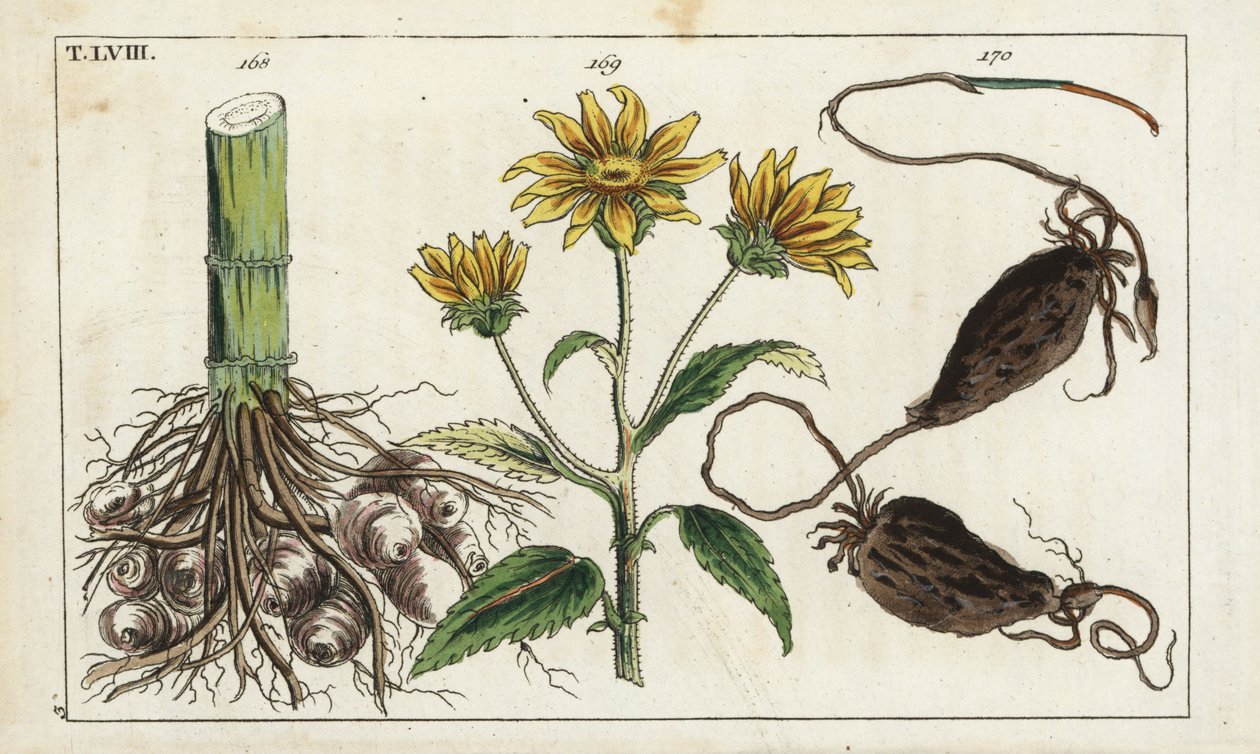 maa-artisokka (maa-artisokka), Helianthus tuberosus -juuri (Helianthus tuberosus root) tekijältä Unbekannter Künstler