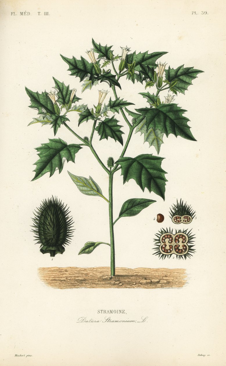 Jimsonweed tai paholaisen paula, Datura stramonium, Stramoine tekijältä Unbekannt