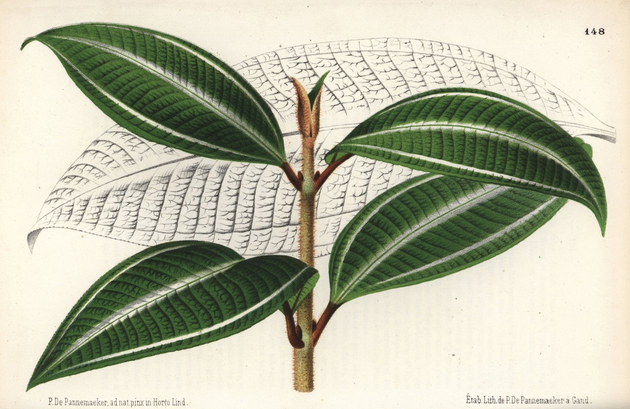 Johnnyberry-lajike, Miconia pulverulenta var trifasciata. Piirtänyt ja kromolitografioinut P. de Pannemaeker Jean Lindenin teoksesta l