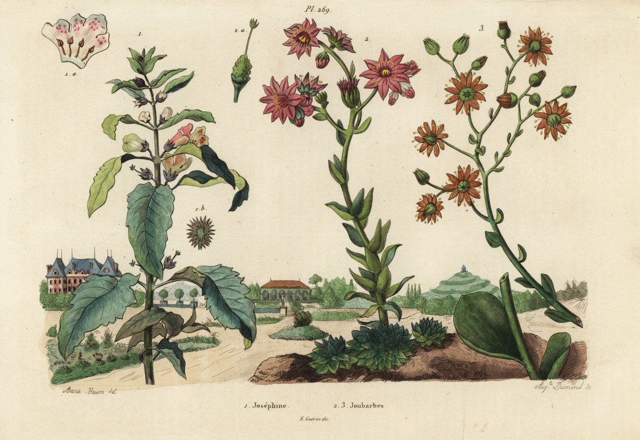 Josephine-kasvi, Josephinia keisarinna 1 ja kivikasvit, Crassula-lajit 2,3 tekijältä Unbekannt