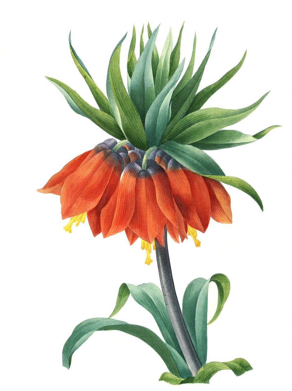 Keisarin kruunu (Fritillaria imperialis) tekijältä Unbekannter Künstler