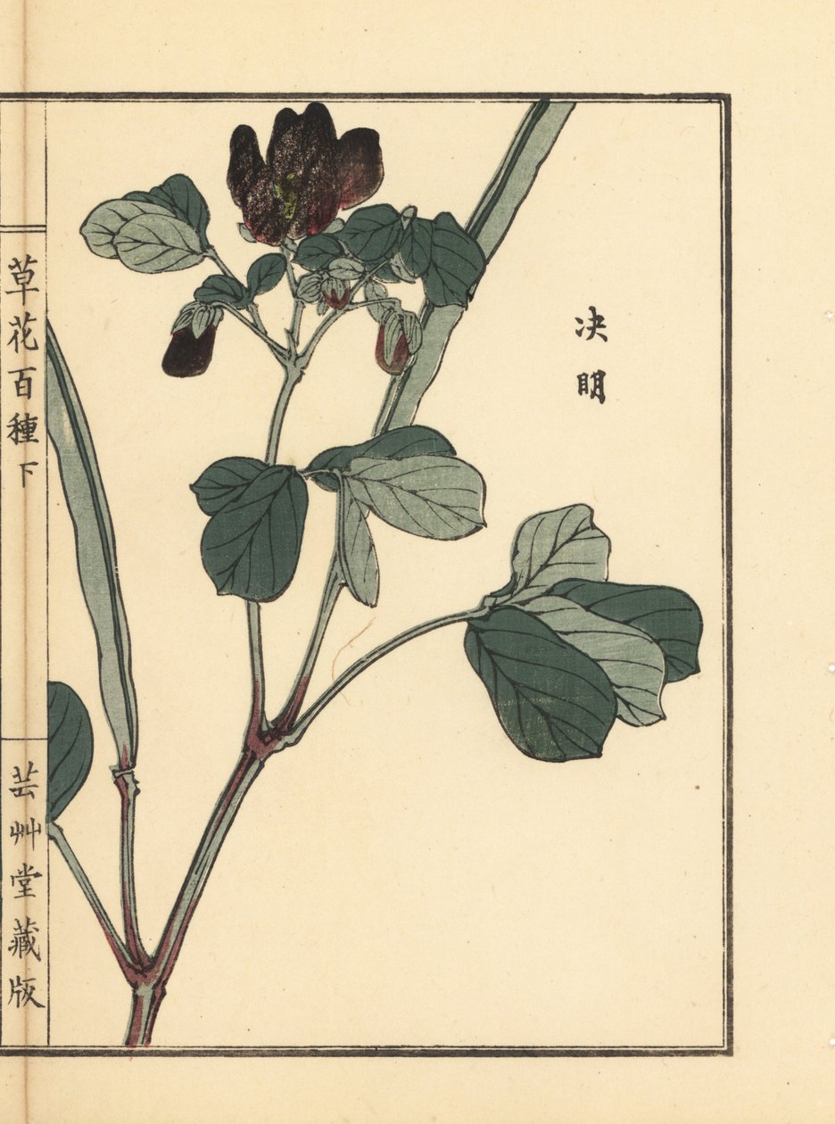 Ketsumei, kiinalainen senna tai sirppisenna, Senna obtusifolia. Kono Bairein käsin värjätty puupiirros teoksesta Kusa Bana Hyakushu (Sata kukkalajiketta), Tokio, Yamada. tekijältä Unbekannter Künstler