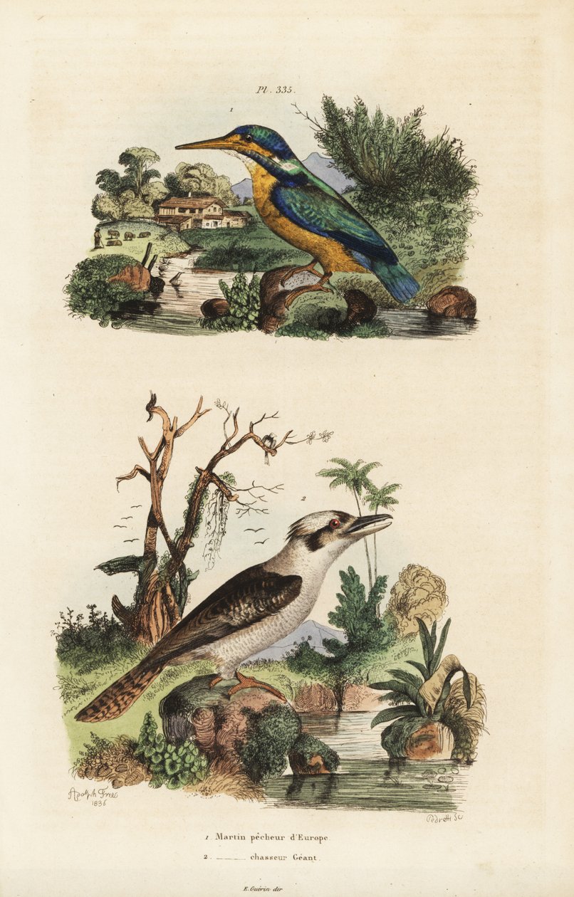 Kingfisher, Alcedo atthis ja naurava kookaburra, Dacelo novaeguineae tekijältä Unbekannt