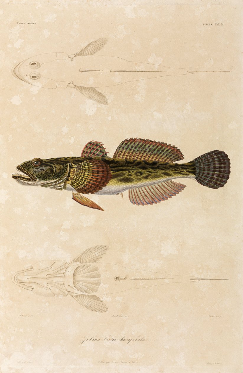 Knout goby, Mustameri tekijältä Unbekannt