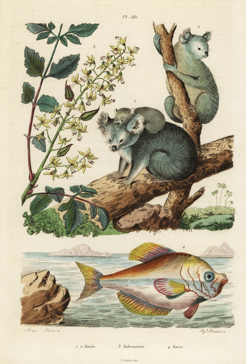 Koala, Phascolarctos cinereus 1,2, lakkapuu, Koelreuteria paniculata 3 ja intialainen kyyhmypää, Kurtus indicus 4. Koala, kolreuterie, kurte tekijältä Unbekannt