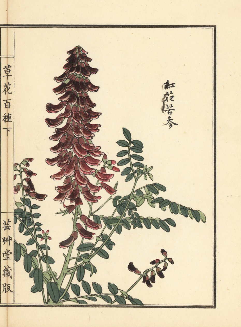 Kouka tai kujin, Sophora flavescens. Juurta käytetään kiinalaisessa lääketieteessä nimellä ku shen. Kono Bairein käsin tekemä puupiirros teoksesta Kusa Bana Hyakushu (Sata kukkalajiketta), Tokio, Yamada. tekijältä Unbekannter Künstler