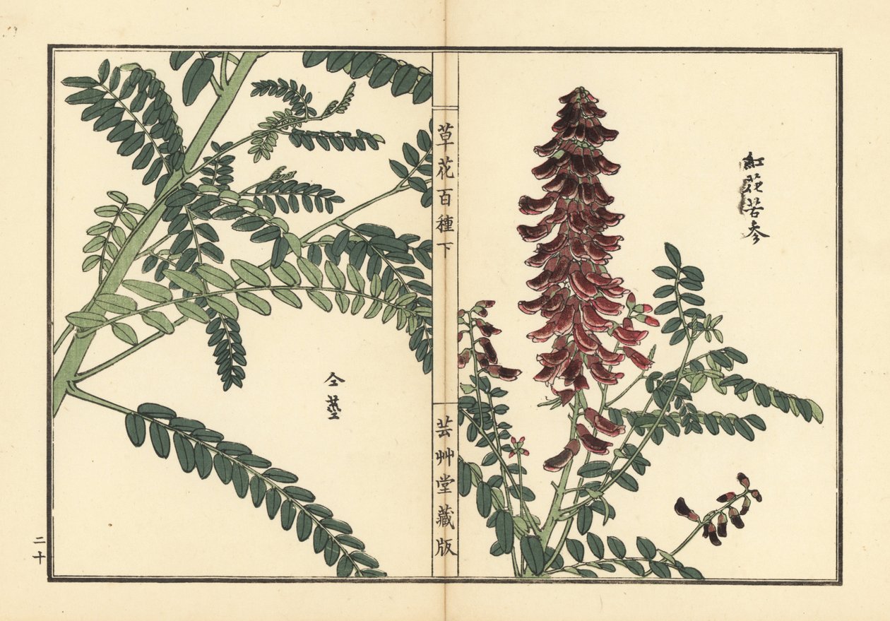 Kouka tai kujin, Sophora flavescens. Juurta käytetään kiinalaisessa lääketieteessä nimellä ku shen. Kono Bairein käsin tekemä puupiirros teoksesta Kusa Bana Hyakushu (Sata kukkalajiketta), Tokio, Yamada. tekijältä Unbekannter Künstler