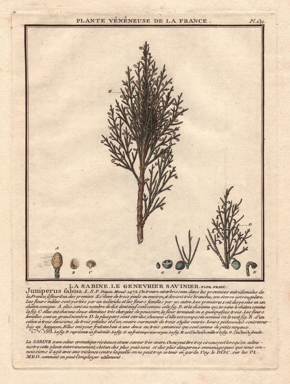 La Sabine, Savinier Juniperus fabina. Kataja, kuvaus uros- (keskellä) ja naarashaarasta (vasemmalla), sekä yksityiskohtaiset tiedot hedelmistä eri kypsyysvaiheissa. Eau forte en couleurs 1700-luku, Herbier de la France (1780-1793), piirustus, engr. tekijältä Unbekannter Künstler
