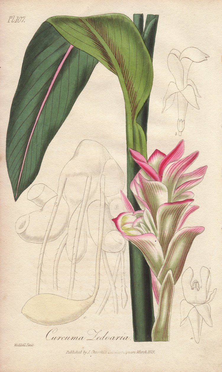 La Zedoaire (Curcuma zedoaria) - Vahva vesi William Clarke kuvittaa "Medical Botanical, kuvaus lääkekasvien Lontoon, Edinburghin ja Dublinin" John Stephenson ja James Morss Churchill, julkaistiin Lontoossa John Churchill in tekijältä Unbekannter Künstler