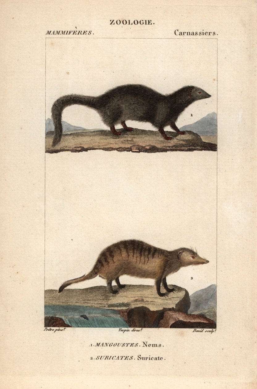 La mangouste et le suricate - Eau forte, Jean Gabriel Pretre (1780-1845), kaiverrettu Carnonkelin toimesta, Frederic Cuvierin luonnontieteiden sanakirjaa varten: nisäkkäät, toimittanut Pierre Jean Francois Turpin (1775-1840), julkaissut F.G.Levrault, Parii tekijältä Unbekannter Künstler